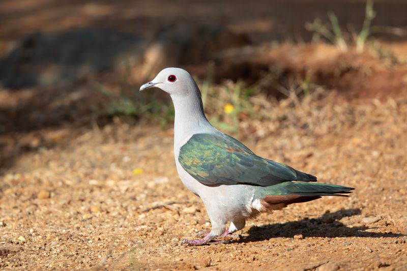 Pigeon,Green Imperial 