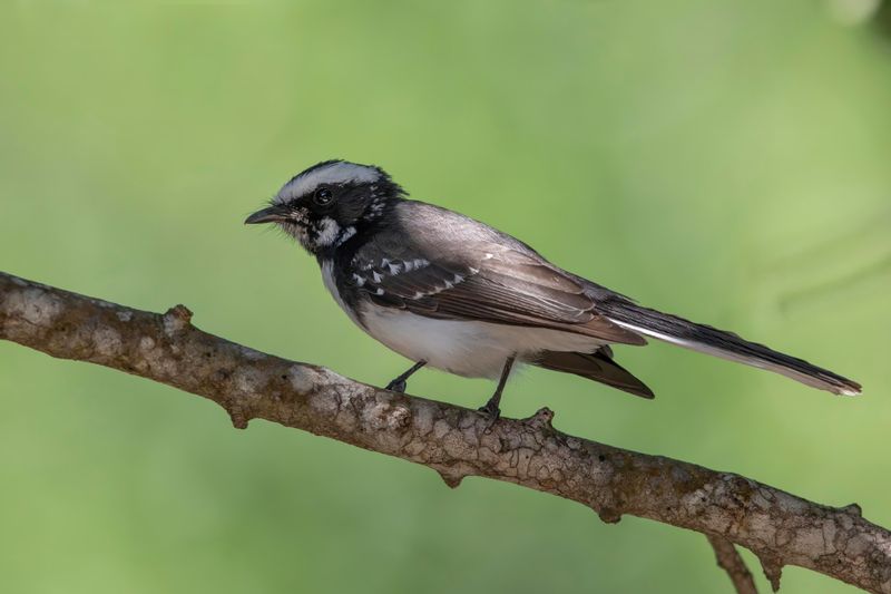  Fantail,White-browed