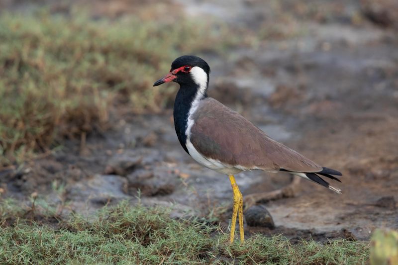 Lapwing,Red-wattled 