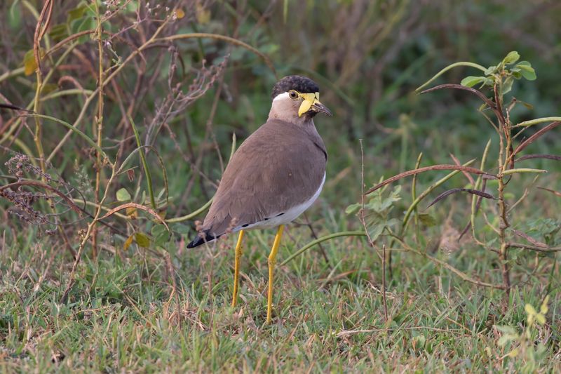 Yellow-wattled Lapwing  Sri Lanka 