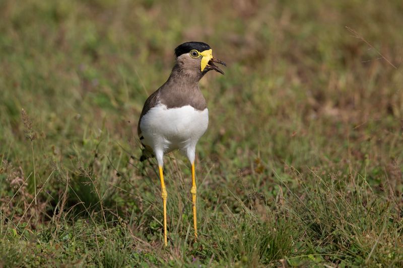 Yellow-wattled Lapwing  Sri Lanka 