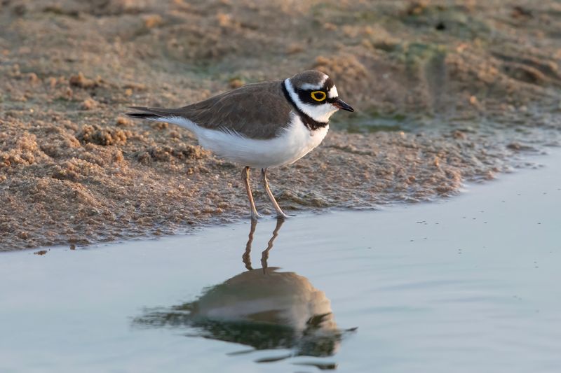 Plover,Little Ringed 