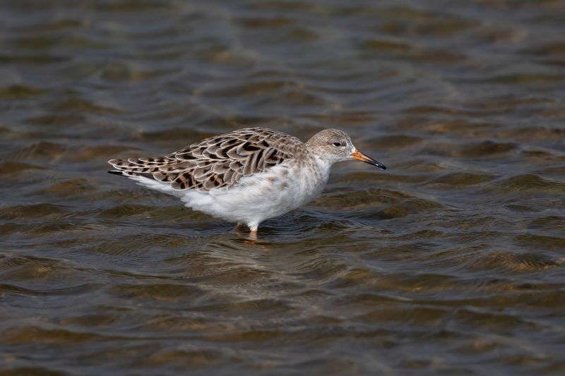 Ruff.   Sri Lanka