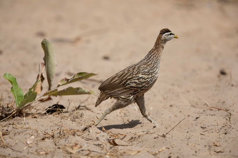 Double-spurred Francolin   Gambia