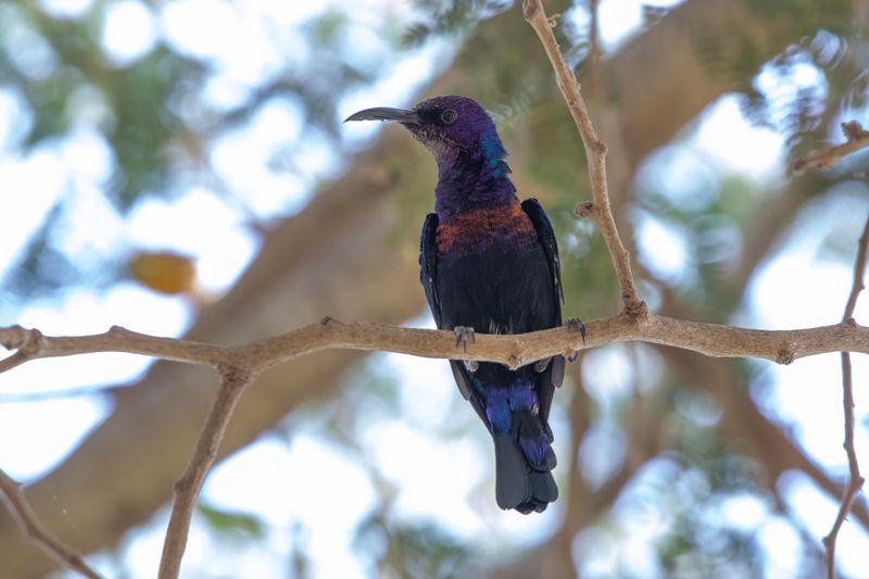 Splendid Sunbird    Gambia