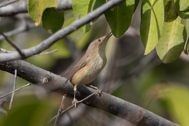 African Reed Warbler.      Gambia