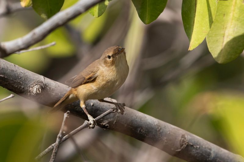 African Reed Warbler.      Gambia