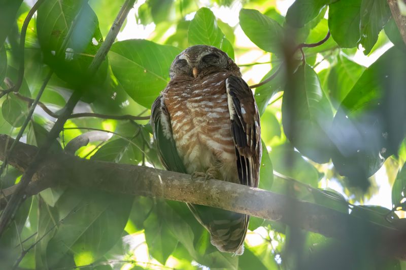 African Wood Owl.   Gambia