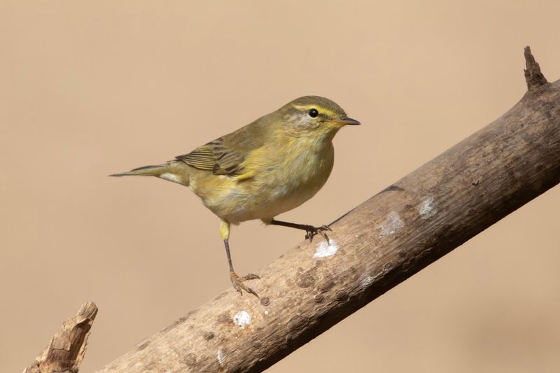 Melodious Warbler.   Gambia