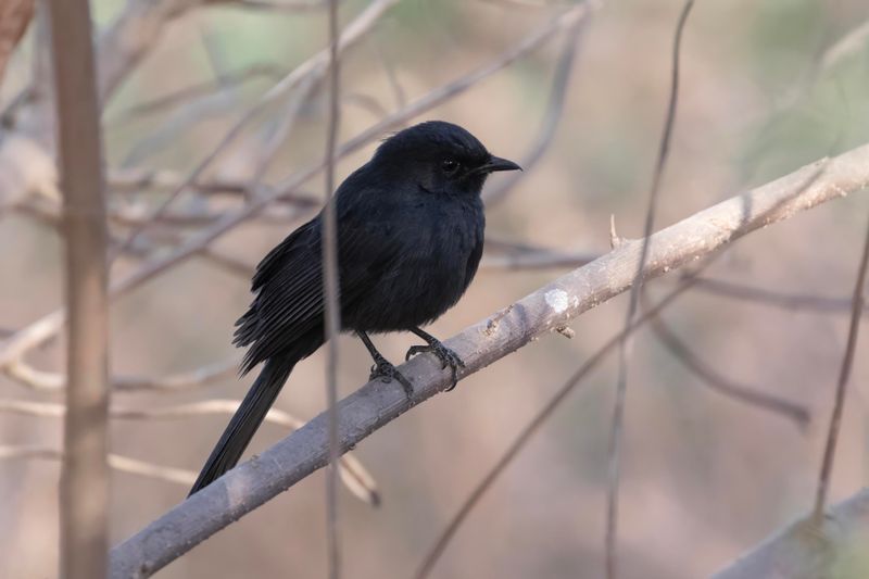 Northern Black Flycatcher   Gambia