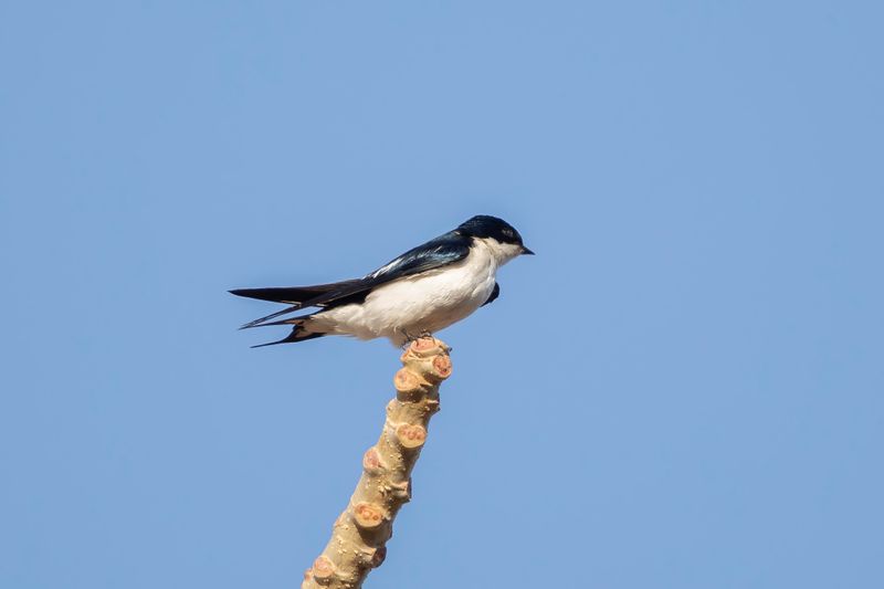 Swallow,Pied