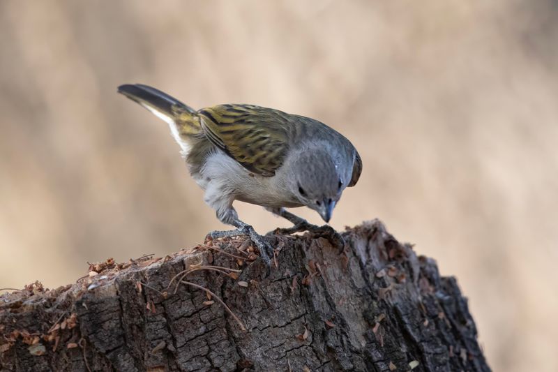 Lesser Honeyguide Gambia