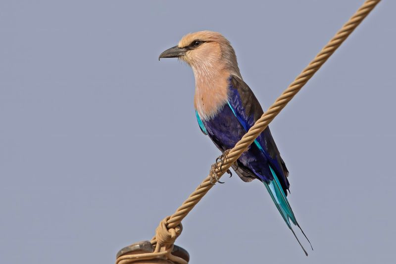 Blue Bellied Roller  Gambia