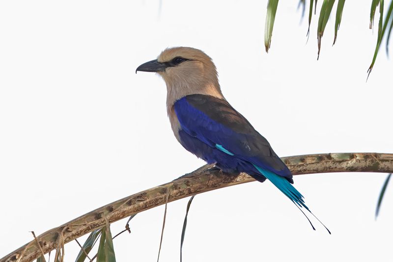 Blue Bellied Roller  Gambia