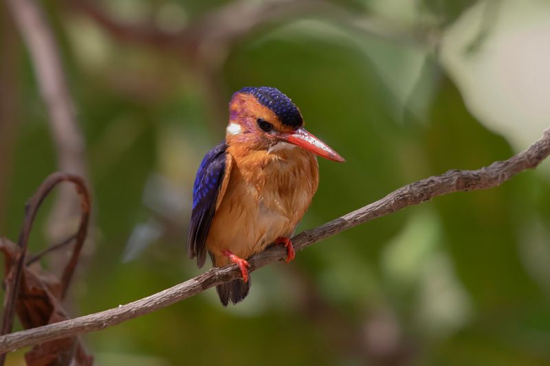 African Pygmy Kingfisher  Gambia