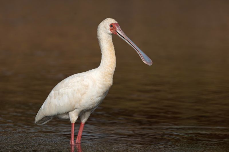 African Spoonbill  Gambia