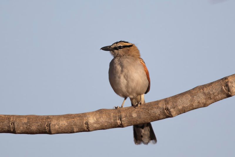 Black-crowned Tchagra    Gambia