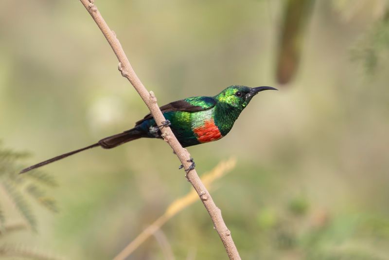 Beautiful Sunbird  Gambia