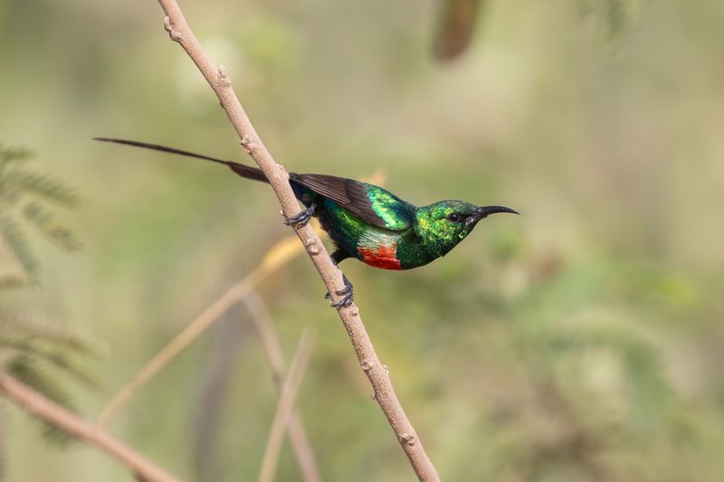 Beautiful Sunbird  Gambia