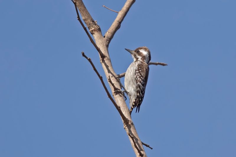 Brown-backed Woodpecker.    Gambia