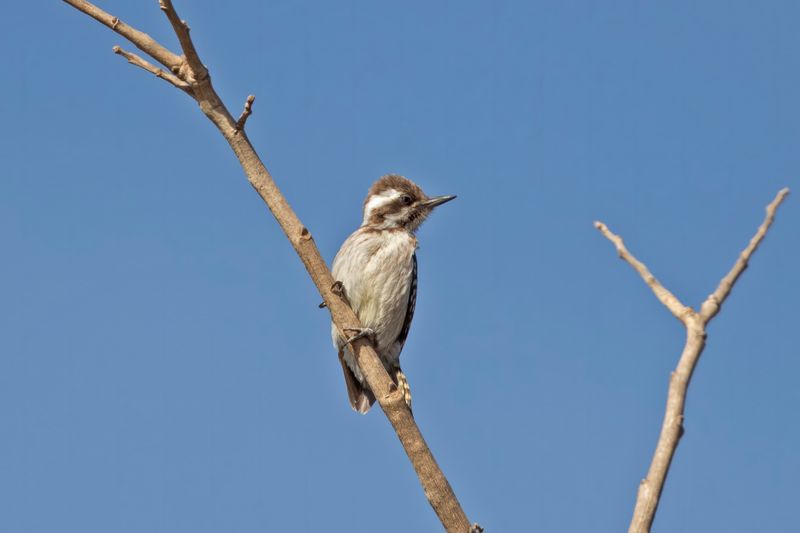 Brown-backed Woodpecker.    Gambia