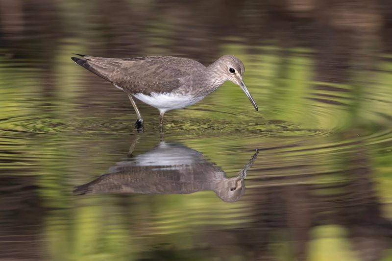 Green Sandpiper.   Gambia