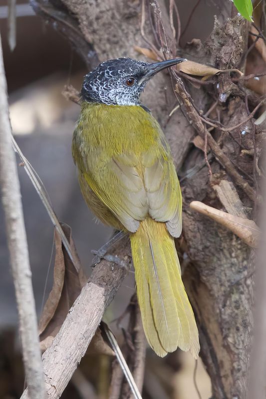 Oriole Warbler.  Gambia