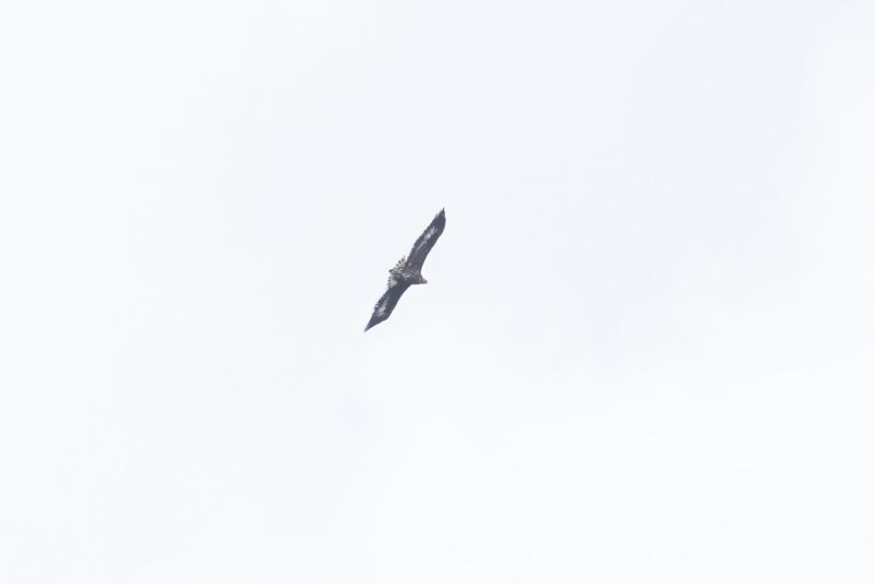 White-tailed Sea Eagle.    Scotland