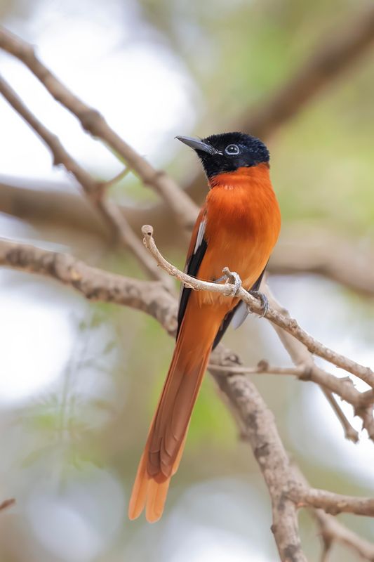 Flycatcher, Red-bellied Paradise