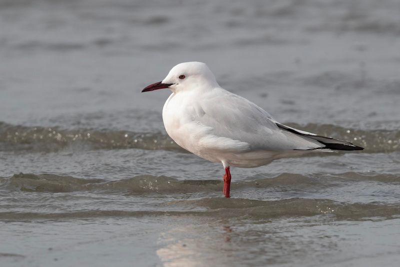 Gull,Slender-billed 