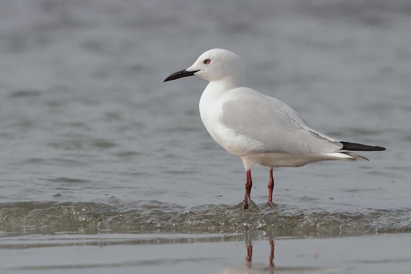 Slender-billed Gull    Gambia