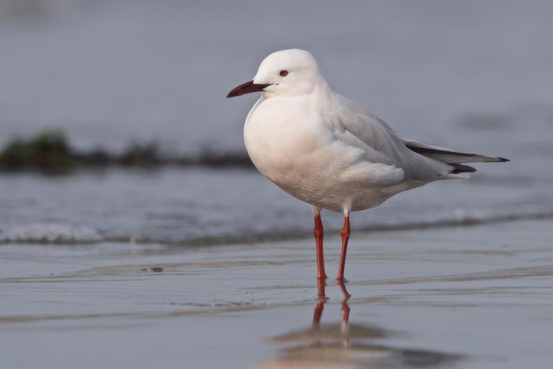 Slender-billed Gull    Gambia