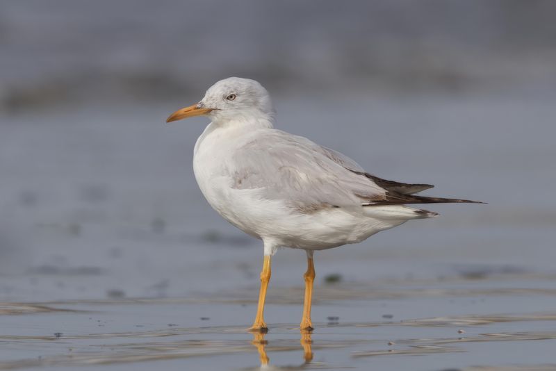 Slender-billed Gull    Gambia