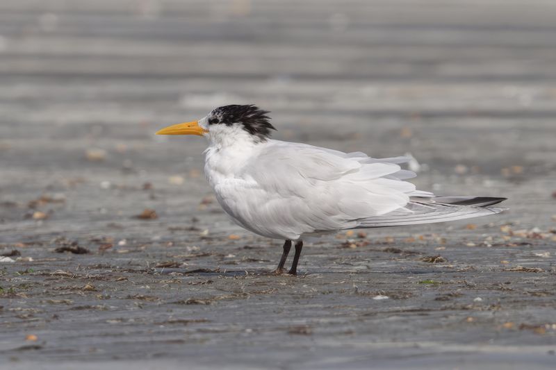 Royal Tern  Gambia