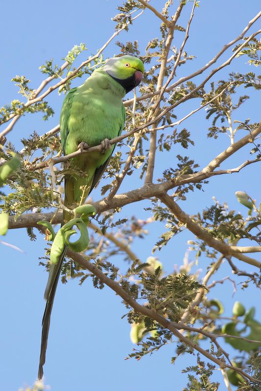 Parakeet,Rose-ringed 