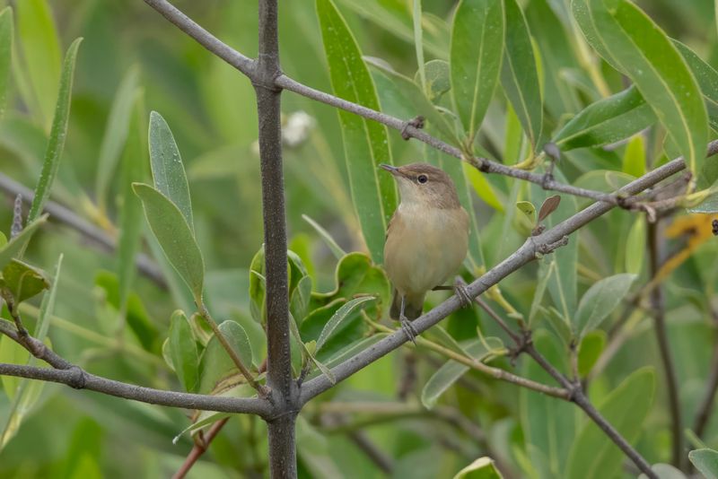 Western Olivaceous Warbler.    Gambia