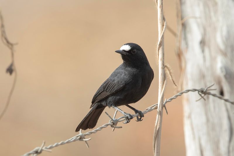 White-fronted Black-Chat    Gambia