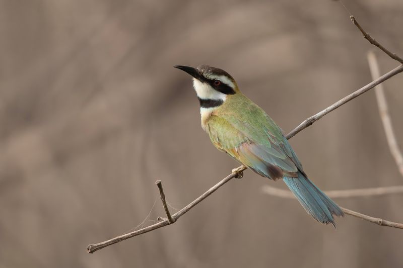 White-throated Bee-eater.   Gambia