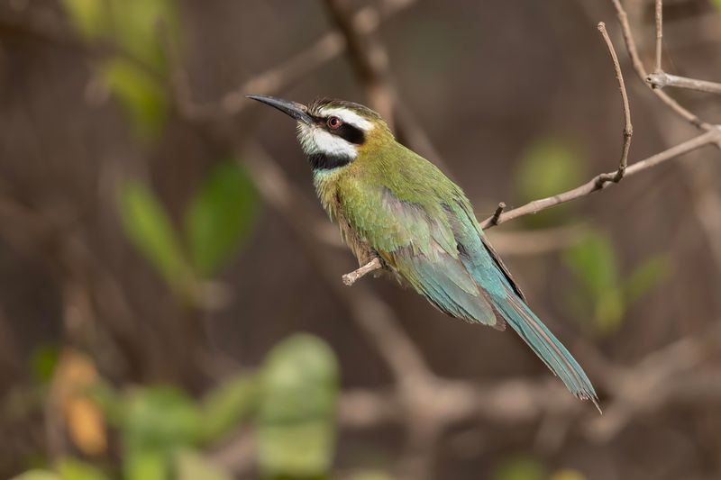 White-throated Bee-eater.   Gambia
