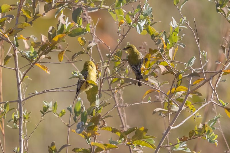 Yellow Penduline Tit.     Gambia