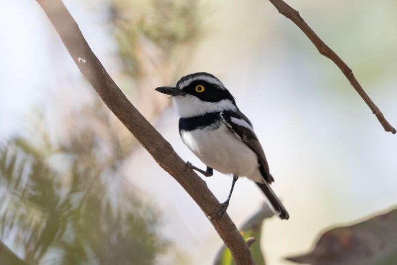 Senegal Batis.   Gambia