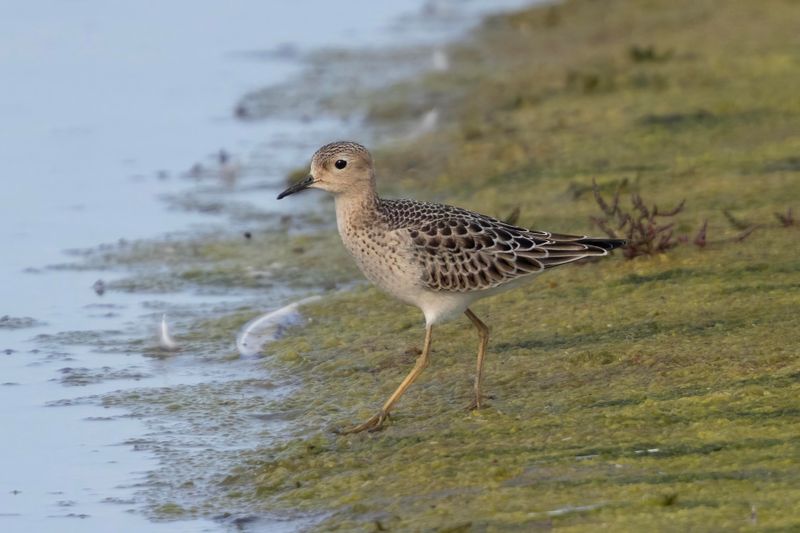 Buff-breasted Sandpiper. England