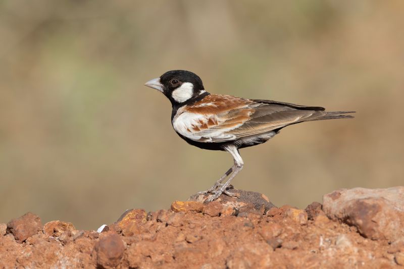 Sparrow-Lark,Chestnut-backed
