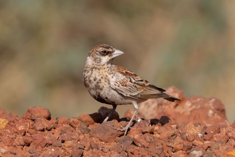 Chestnut-headed Sparrow-Lark   Senegal