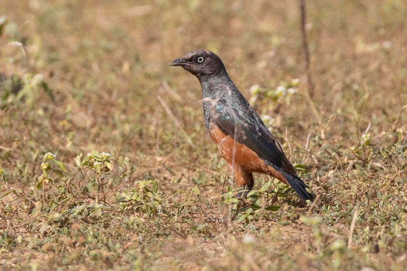 Chestnut-bellied Starling.     Senegal