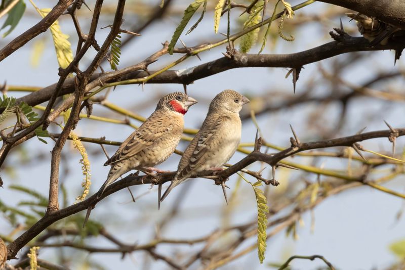 Cut-throat Finch.   Senegal