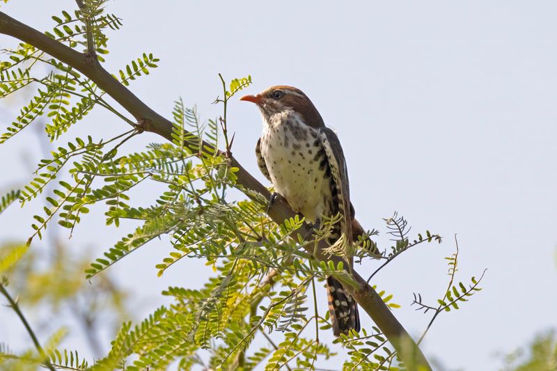 Dideric Cuckoo.    Senegal