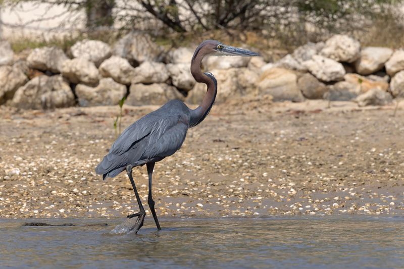 Goliath Heron    Senegal