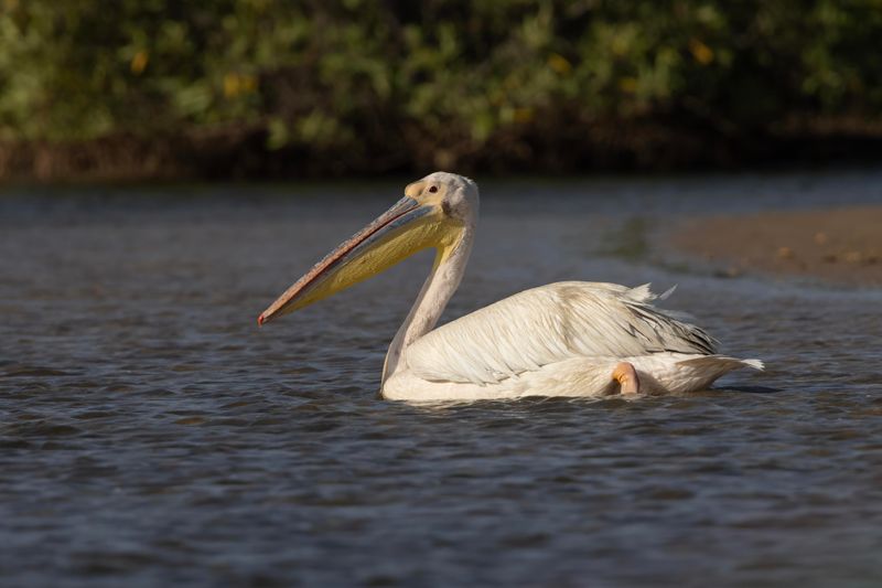 Great White Pelican.    Senegal