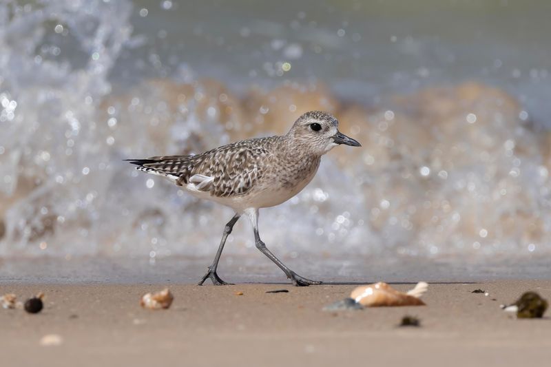 Grey Plover.    Senegal